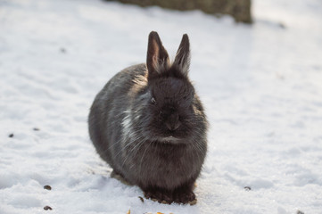 wielkanocny zajączek © Kasia R.