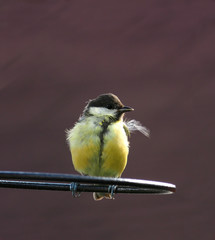 Juvenile European Great Tit perching on a feeder