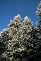 Nature covered in snow during deep winter. Slovakia	