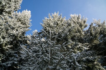 Nature covered in snow during deep winter. Slovakia	