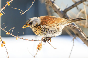 Fieldfare eating sea buckthorn berries