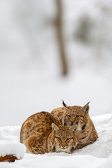 Zwei junge Luchse (Lynx lynx) im Winter im Tier-Freigelände im Nationalpark Bayrischer Wald, Deutschland.