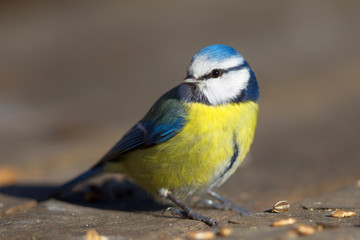 Blaumeise (Cyanistes caeruleus) im Winter im Naturschutzgebiet Mönchbruch bei Frankfurt, Deutschland.