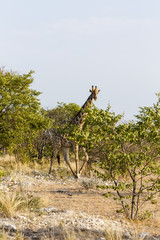 Giraffe, Etosha National Park, Namibia