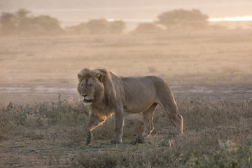Fototapeta na wymiar African lion free roaming portrait