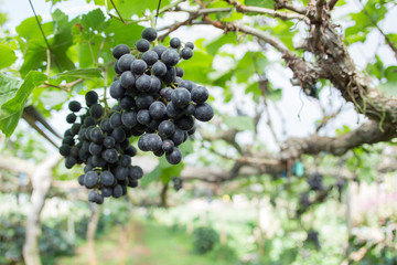 Grape Blurry Background,Grapes hanging on tree select focus and fair light