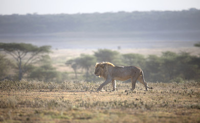 African lion free roaming portrait