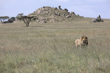 African lion free roaming portrait