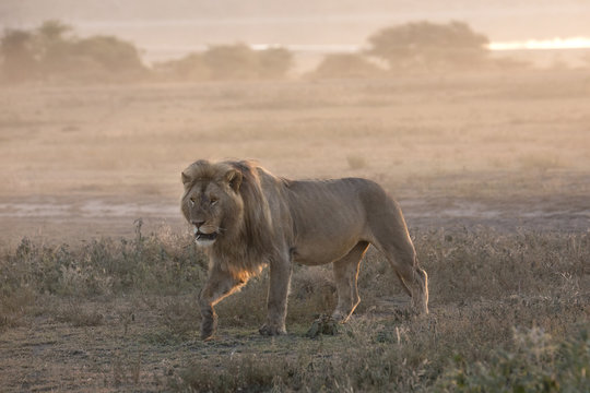 African lion free roaming portrait