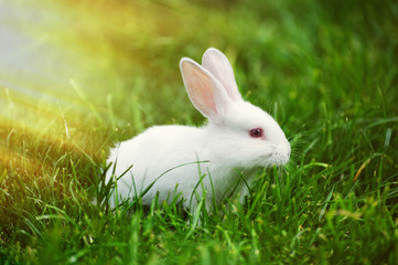 Fototapeta premium Little rabbit on the field in summer
