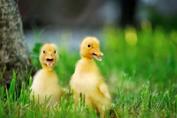 Small duck  of green grass