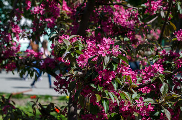 Fototapeta na wymiar A flowering tree in the garden