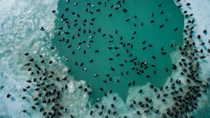 Amazing aerial shot about frozen lake balaton with birds