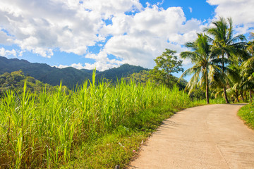 Tropical landscape with palm trees and village road. Countryside road in green tropical forest.