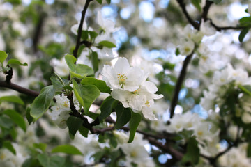 flower apple tree macro