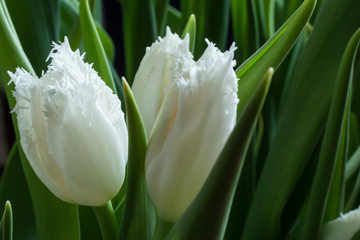 white fringed tulips with green leaves close-up, selective focus, flowers abstract background