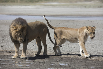 Fototapeta na wymiar Portrait of free roaming african lion