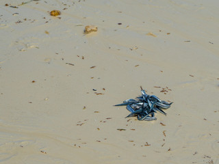 Fish on bay sand.