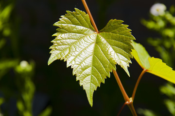 Tender grape leaves.