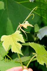Tender grape leaves.