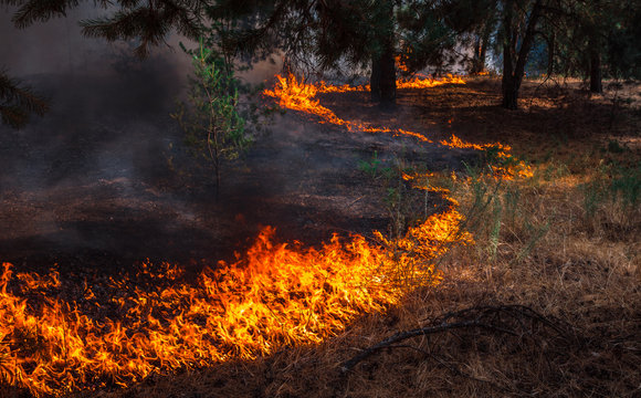  wildfire, burning pine forest .