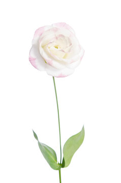 single bud of pink rose isolated on white background(eustoma flower)