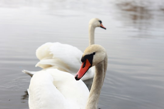 Пара лебедей в озере в парке
