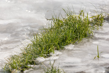Grünes Gras wächst durch eine dicke Eisschicht und übersteht den harten Winter