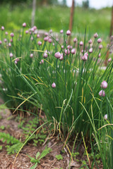 farm in nature outdoor