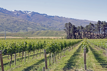 Fototapeta na wymiar Weinanbau in Neuseeland