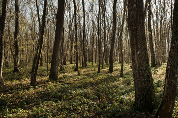 Landscape of asphalt road going off into the mountain passes through the trees, villages and forest places. or rural places of Azerbaijan at sunset. Winter time