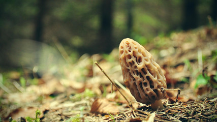Morel mushroom 