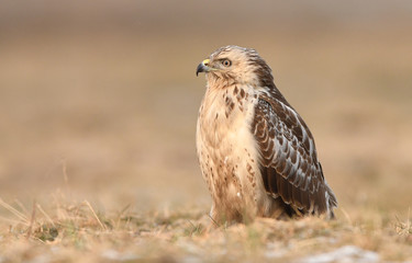 Common buzzard (Buteo buteo)