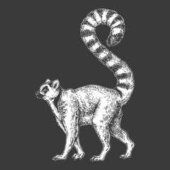 Zoo. African fauna. Lemur, madagascar. Hand drawn illustration for tattoo design, emblem, badge, t-shirt print. Engraving of wild animal. Classic vintage style image. © helen_f