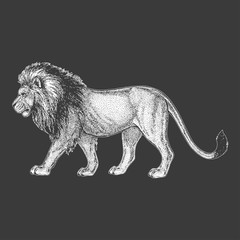 Zoo. African fauna. Lion, wild cat. Hand drawn illustration for tattoo design, emblem, badge, t-shirt print. Engraving of wild animal. Classic vintage style image.
