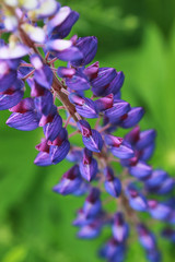 farm in nature outdoor