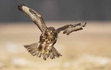 Common buzzard (Buteo buteo)
