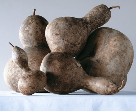 calebassses ,gourdes , fruits ,decoratif , cucurbitac&eacute;e ,