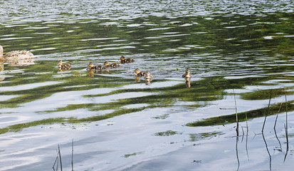 Birds on the pond. A flock of ducks and pigeons by the water. Mi
