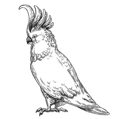 Zoo. African fauna. Cockatoo, bird, parrot. Hand drawn illustration for tattoo design, emblem, badge, t-shirt print. Engraving of wild animal. Classic vintage style image. © helen_f