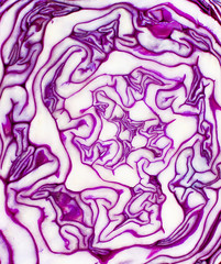 Obraz premium the red cabbage