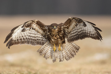 Common buzzard (Buteo buteo)