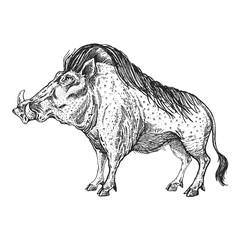 Zoo. African fauna. Warthog, boar, pig, hog. Hand drawn illustration for tattoo design, emblem, badge, t-shirt print. Engraving of wild animal. Classic vintage style image.