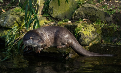 Otter