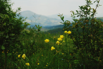 Горные розочки на склоне