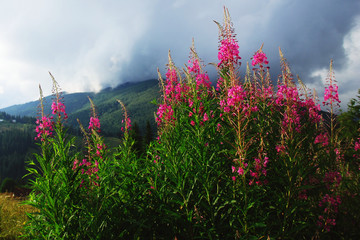 Куст розовых цветов на склоне