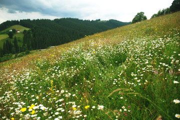Ромашковый склон в горах