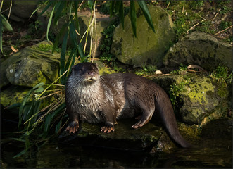 Otter