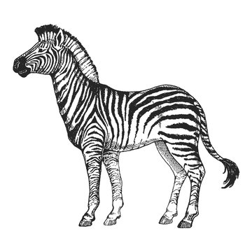 Zoo. African fauna. Zebra horse. Hand drawn illustration for tattoo design, emblem, badge, t-shirt print. Engraving of wild animal. Classic vintage style image.