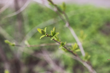 Landscape is summer. Green trees and grass in a countryside land